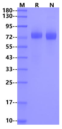 CD229/SLAMF3 His Tag Protein, Mouse