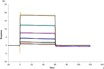 Galectin-1 Protein, Human