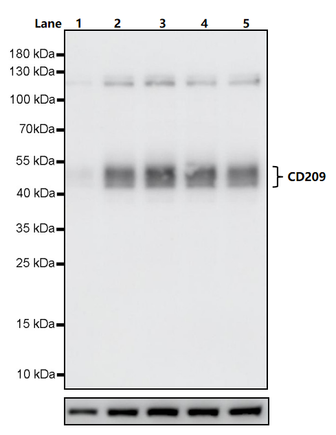 GM-CSF Protein, Human