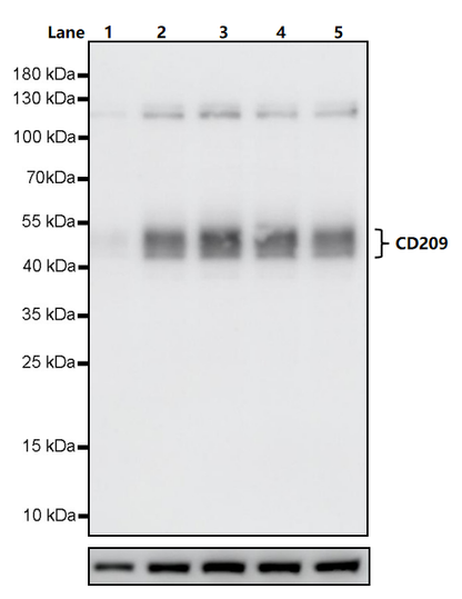 GM-CSF Protein, Human