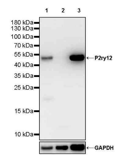 P2ry12 Recombinant Rabbit mAb (S-3134-73)