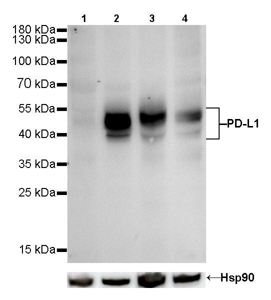 S-RMab® PD-L1 Recombinant Rabbit mAb (SDT-119-16)