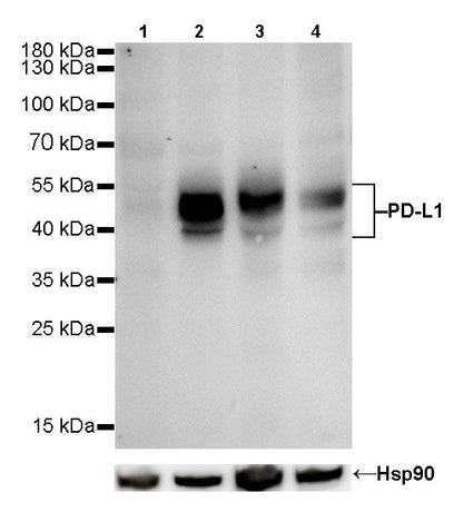 S-RMab® PD-L1 Recombinant Rabbit mAb (SDT-119-16)