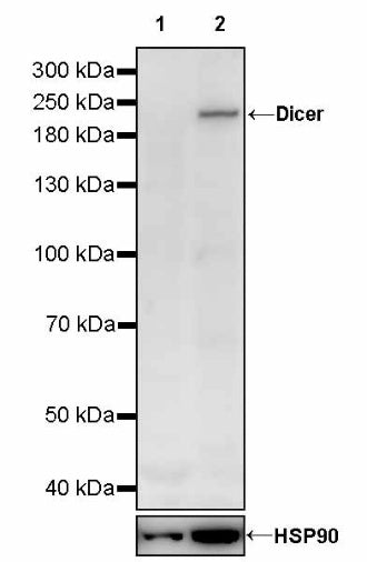 Dicer Recombinant Rabbit mAb (S-2497-202)