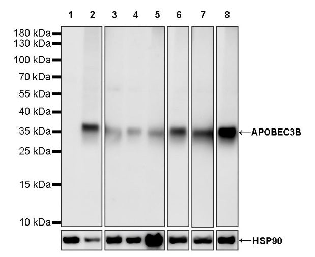 APOBEC3B Rabbit Polyclonal Antibody