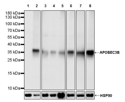 APOBEC3B Rabbit Polyclonal Antibody