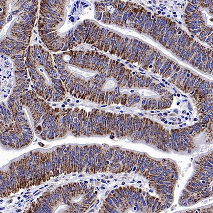 DLAT Rabbit Polyclonal Antibody