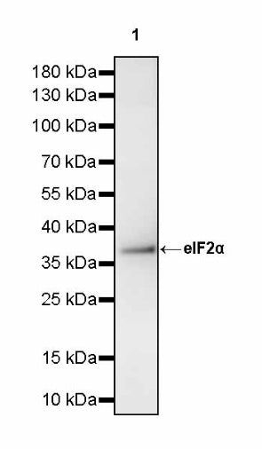 eIF2α Rabbit Polyclonal Antibody