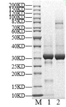 MKNK2 Protein, Human