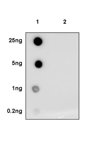 Phospho-NF-kB p105/p50 (Ser337) Recombinant Rabbit mAb (S-1127-19)