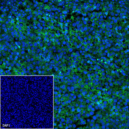 S-RMab® CD117 Recombinant Rabbit mAb,PBS Only (SDT-125-51)