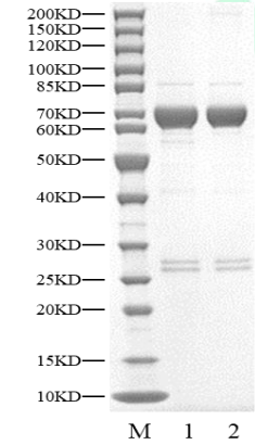 LTK GST Tag Protein, Human