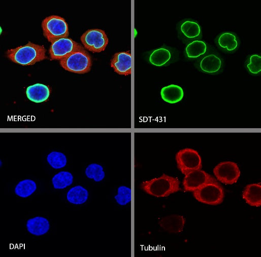 Histone H3 (tri methyl K27) Recombinant Rabbit mAb (SDT-431-118)