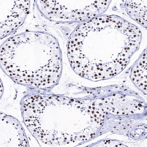Histone H3 (acetyl K9) Rabbit polyclonal antibody
