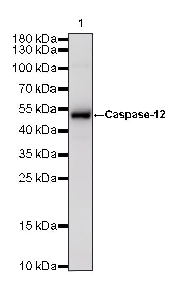 Caspase-12 Recombinant Rabbit mAb