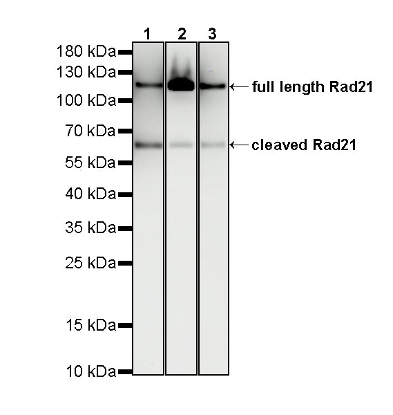 RAD21 Recombinant Rabbit mAb (S-4271-136)