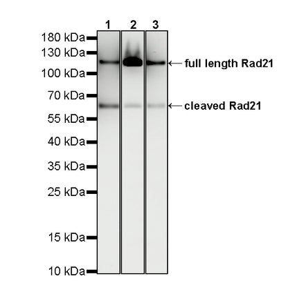 RAD21 Recombinant Rabbit mAb (S-4271-136)