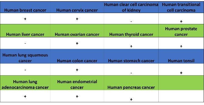 GSK3β Recombinant Rabbit mAb (S-1209-102)