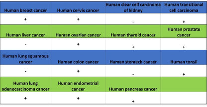 GSK3β Recombinant Rabbit mAb (S-1209-102)