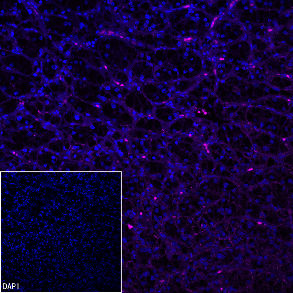 N-Cadherin Recombinant Rabbit mAb (Cy5 Conjugate) (SDT-329-12)