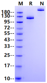 TIE2 Fc Chimera Protein, Human
