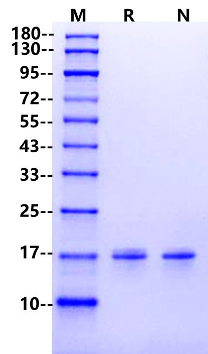 IL-2 Protein, Mouse