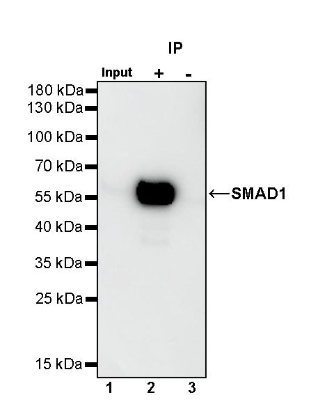 SMAD1 Rabbit Polyclonal antibody