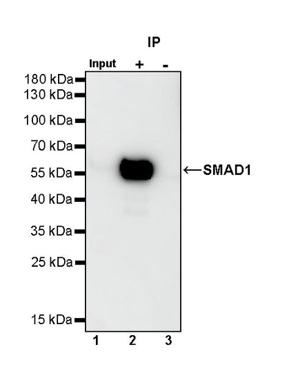 SMAD1 Rabbit Polyclonal antibody