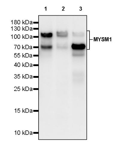 MYSM1 Recombinant Rabbit mAb (S-2431-114)