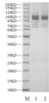 RSK4 GST Tag Protein, Human