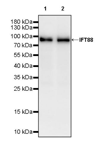 IFT88 Recombinant Rabbit mAb (S-2187-107)