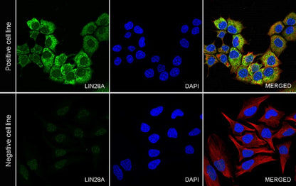 LIN28A Rabbit Polyclonal Antibody