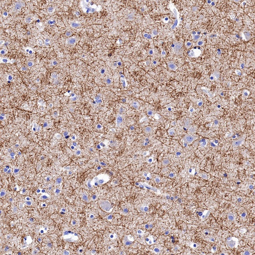 Caspr Recombinant Rabbit mAb (S-1706-1)