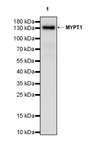 MYPT1 Recombinant Rabbit mAb (S-1298-106)