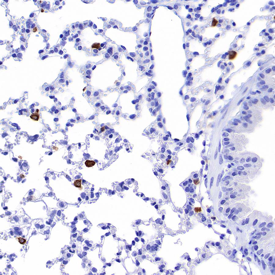 HO-1 Rabbit Polyclonal Antibody