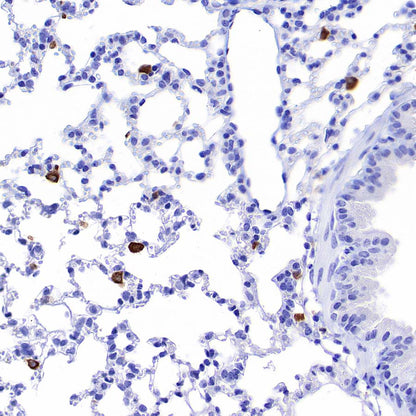 HO-1 Rabbit Polyclonal Antibody