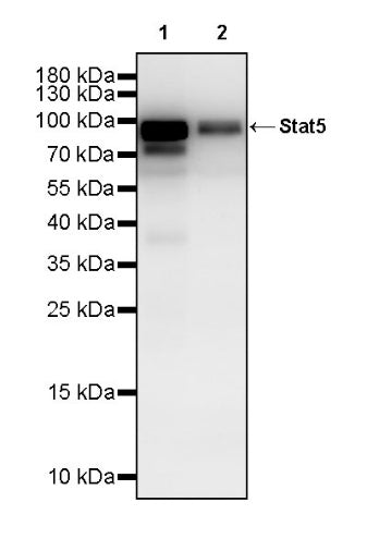Stat5 Recombinant Rabbit mAb (S-2823-24)