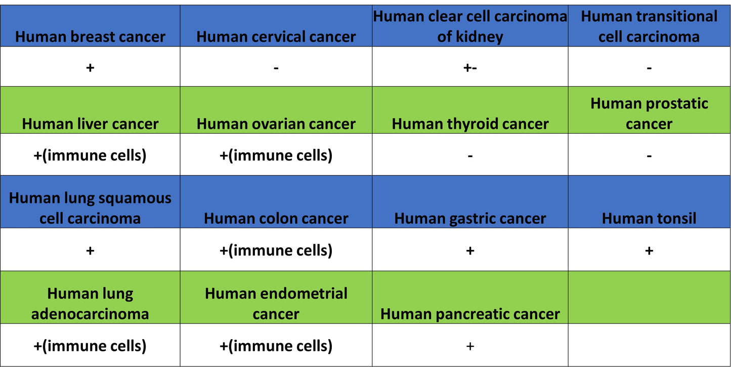 ADA Recombinant Rabbit mAb (S-5470)