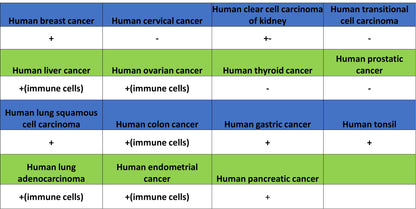ADA Recombinant Rabbit mAb (S-5470)