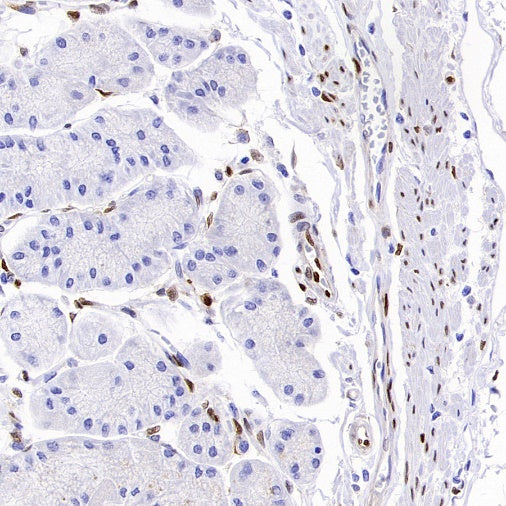 b-FGF/FGF2 Recombinant Rabbit mAb (S-1161-136)