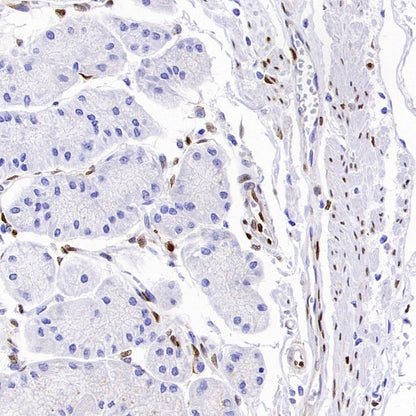 b-FGF/FGF2 Recombinant Rabbit mAb (S-1161-136)