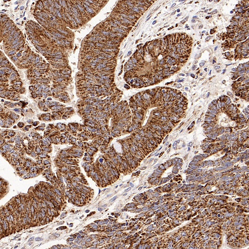 PPIF/Cyclophilin F Recombinant Rabbit mAb (S-2043-61)