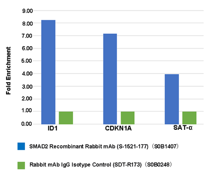 SMAD2 Recombinant Rabbit mAb (S-1521-177)