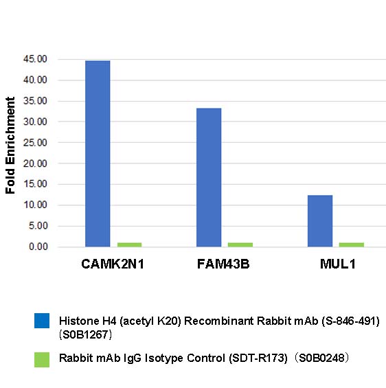 Histone H4 (acetyl K20) Recombinant Rabbit mAb (S-846-491)