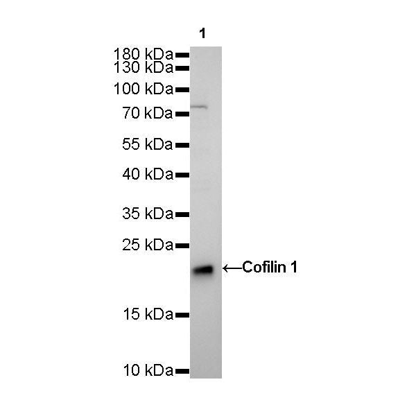 Product image media