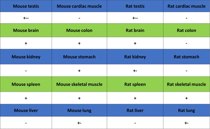 BIN1 Recombinant Rabbit mAb (S-4287-18)