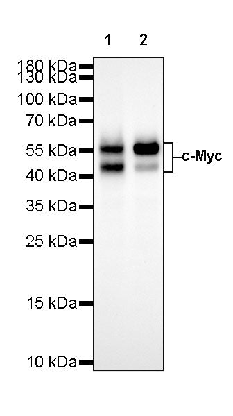 S-RMab® c-Myc Recombinant Rabbit mAb (SDT-R138)