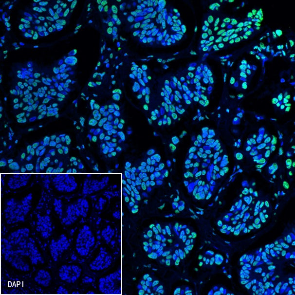 Histone H3 Recombinant Rabbit mAb (SDT-266-44)