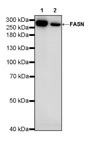 FASN Recombinant Rabbit mAb (S-682-32)