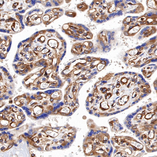 Paxillin Recombinant Rabbit mAb (S-619-12)